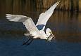 Kirms Photography Great Egret-4